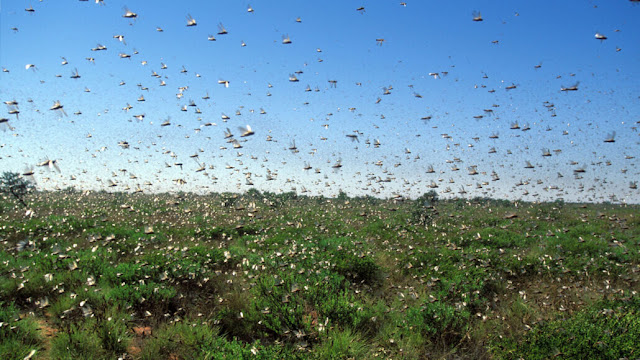 A simulation based on honeybee data suggests that large locust swarms, such as the one shown here, could generate as much electricity as a storm cloud.  GETTY/JOHN CARNEMOLLA