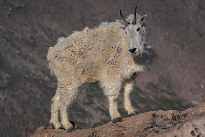 Mount Evans, Mountain Goat