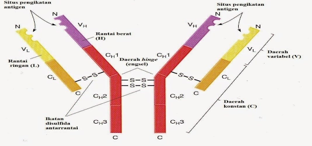 Struktur Antibodi