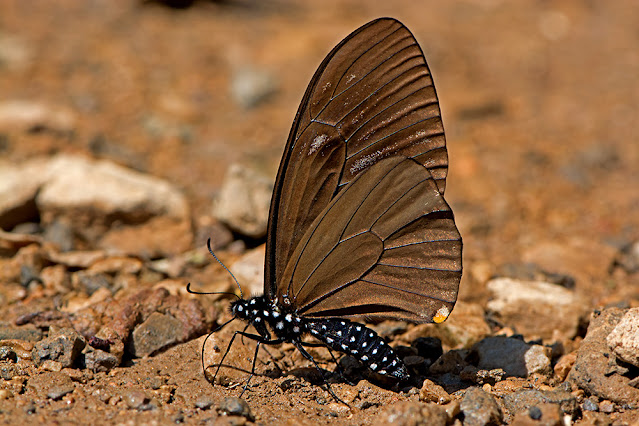 Chilasa slateri