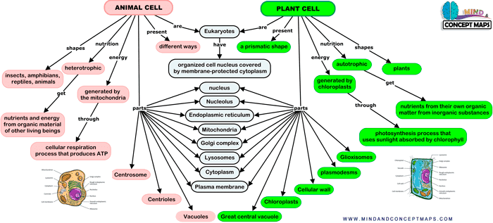 Concept map of the differences between animal cell and plant cell