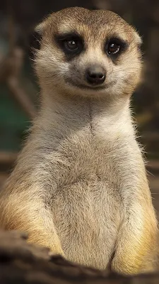 Wallpaper For Phone Meerkat