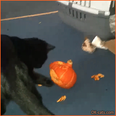 Funny cat GIF • Pumpkin seeds are her second favorite, after prawns obviously [ok-cats.com]
