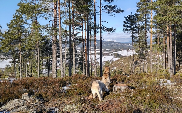 soknedalen