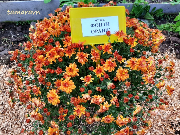 Хризантема (Chrysanthemum)