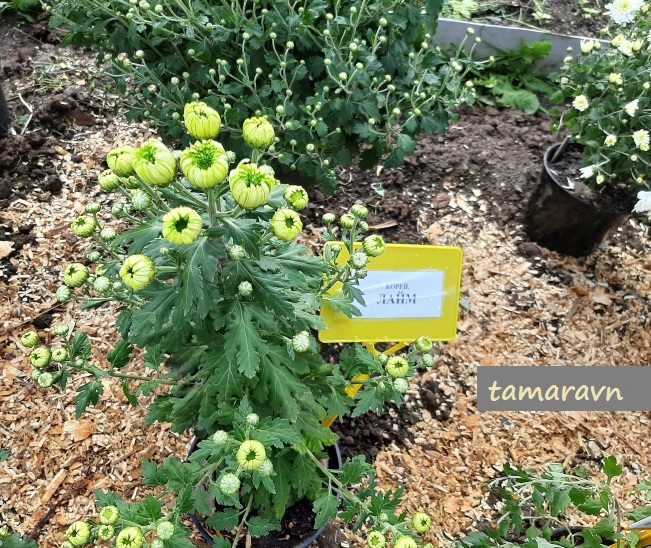 Хризантема (Chrysanthemum)