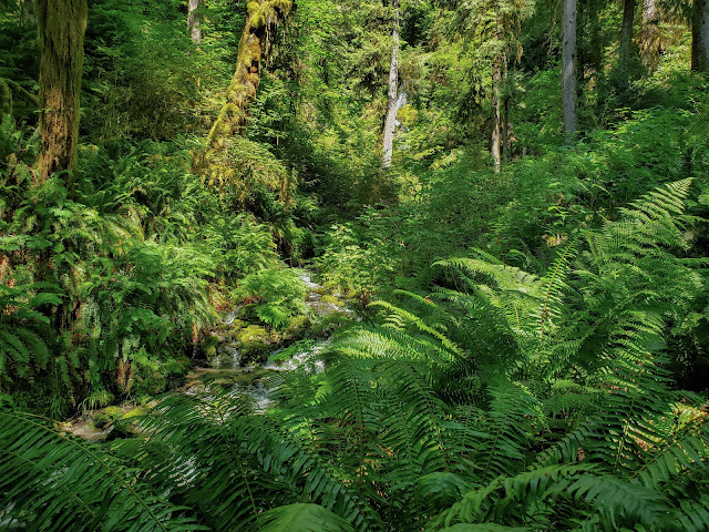 mineral creek falls hoh rainforest olympic national park seattle washington