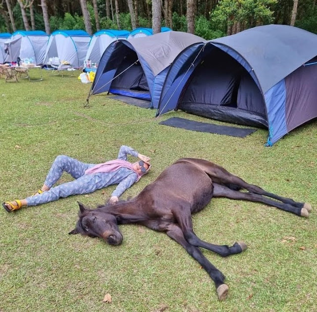 Jungle Milk Lembang Harga Camping