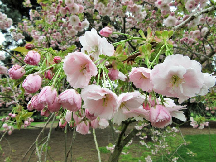 Prunus 'Ichiyo'