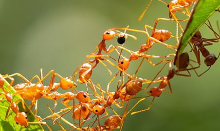 How do ants communicate with each other?