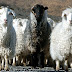 Con amplio consenso, Diputados convirtió en ley el proyecto de promoción de la ganadería ovina