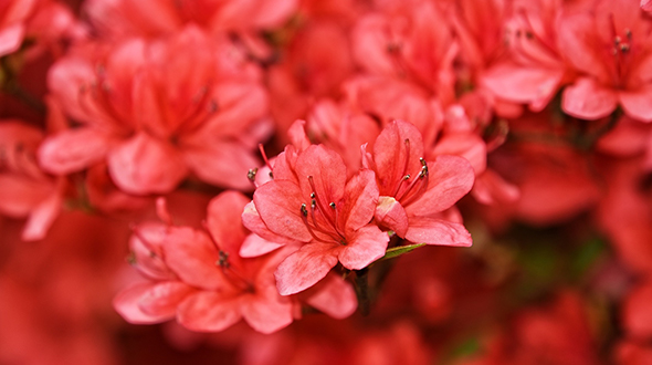 Flowering shrubs like azaleas are perfect for your marietta georgia yard