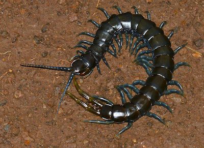 Centipede Spirit Animal