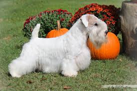 Cesky Terrier