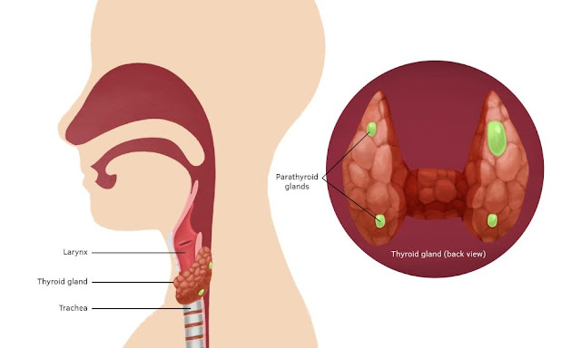 Secondary Hyperparathyroidism Treatment