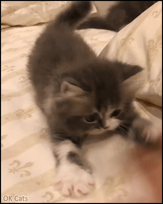 Snuzzy Kitten GIF • Playful kitty tries to catch Mom's hand but her human is faster [ok-cats-gifs.com]
