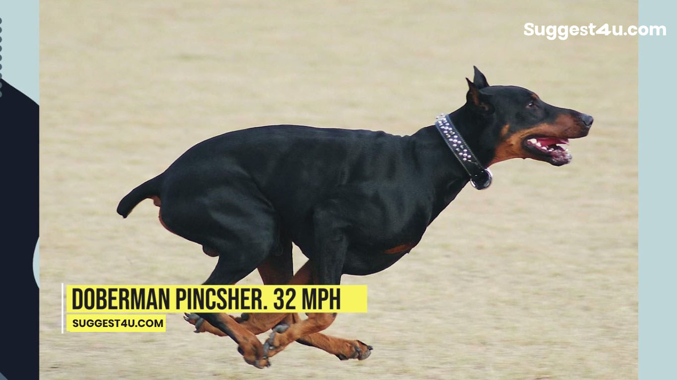 top 10 fastest dog