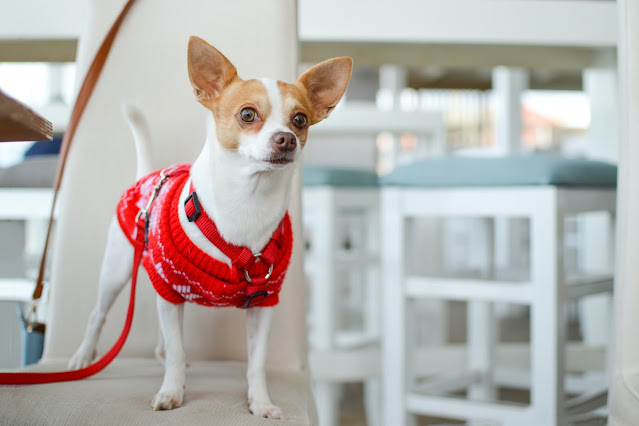 Deer Head Chihuahua Puppy Breeders