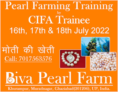 Pearl farming training by CIFA trainee