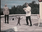 Cat dancing with Hitler
