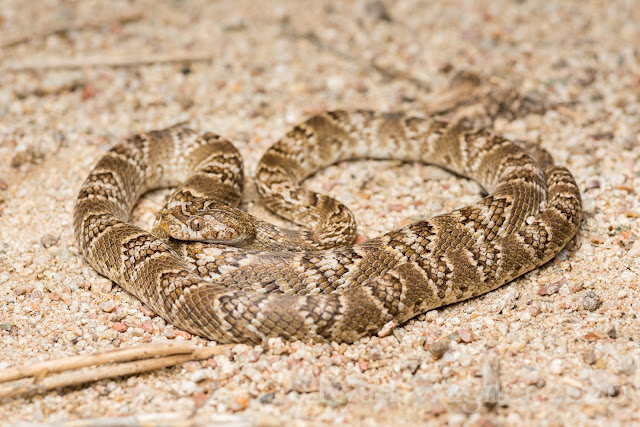 lyre snake arizona