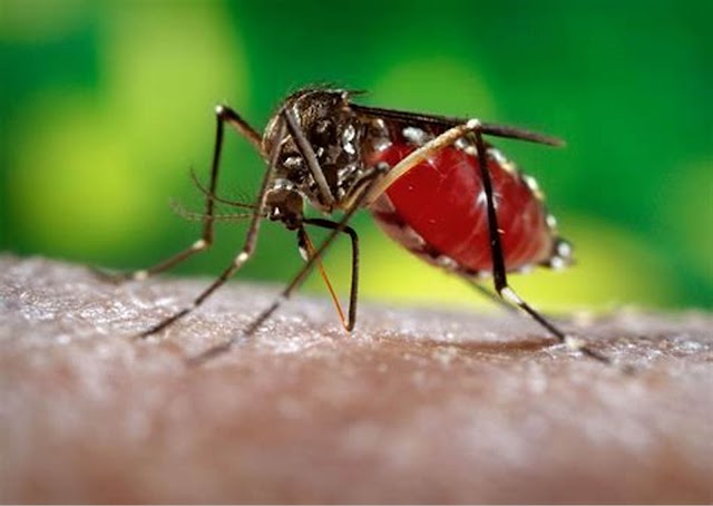 डेंग्यू ची लक्षणे, कारणे व उपचार – Dengue symptoms in Marathi