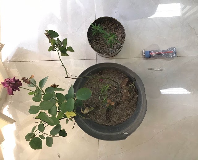 ,Polres Gresik Amankan 4 Pot Pohon Ganja di Rumah Terduga Pengedar Narkoba