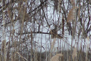 Rabbit Hiding At Downsview Park.