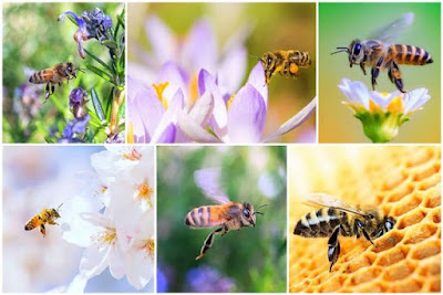 L’abeille décrétée grande cause nationale en 2022.https://ptitrapporteurdumagarin.blogspot.com/