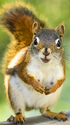 Wallpaper For Phone Squirrel