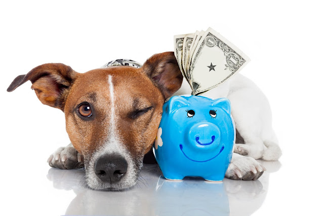 cheapest pet insurance dogs