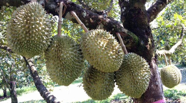 cara menanam durian montong supaya cepat berbuah lebat