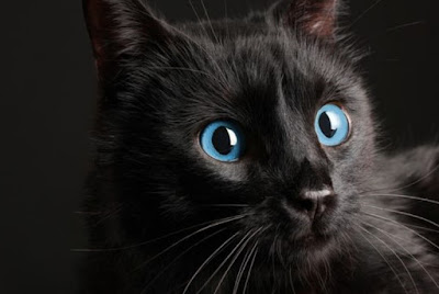 Karakter Ras Kucing Ojos Azules