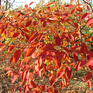 Amelanchier canadensis 'Spring Glory'