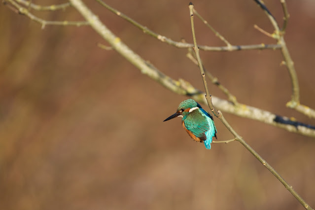 Common Kingfisher (Alcedo atthis) 24-Feb-2022