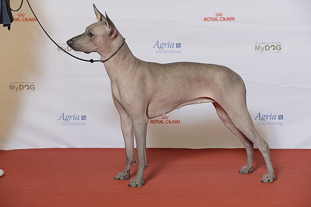 Xoloitzcuintli is among the most expensive dog breeds in the world.