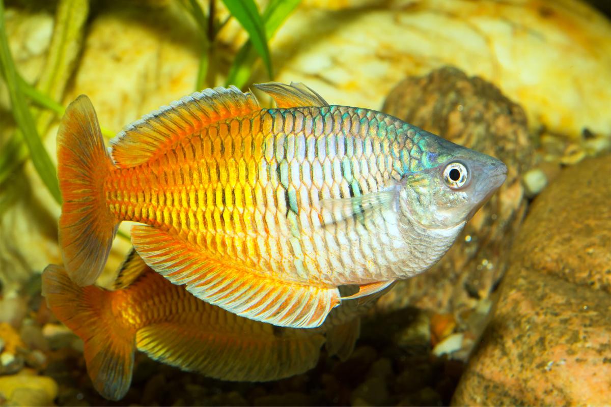 Ikan Hias Rainbowfish (Melanotaenia) - Ikanhiasku.net