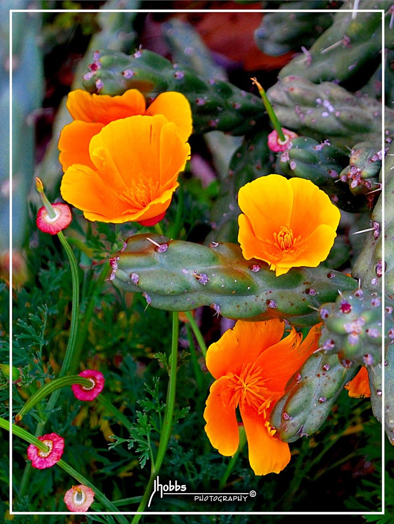 California Poppy