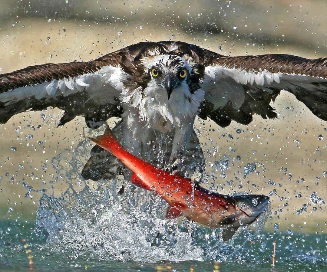 AVvXsEimGrxdaEk14V_aEAjFIwx3LjspfAdVBEITLyR3Jwe31AsybyHX8fp496S3lV68crAIG6df1Bv4wmiHazrFGXJRmXiOPBbPFet77BwN5c4t3lLsOBFq-swKa847MUPCuIfWwDzs4B-p1Ll7t8mulGxizx1fBpbMK2C0_reqEFaaFa-L6UdVNX6h80AwbWo