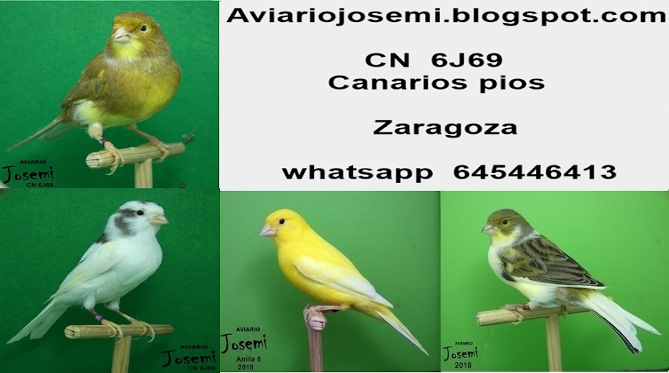 Aviario Josemi      (Zaragoza)