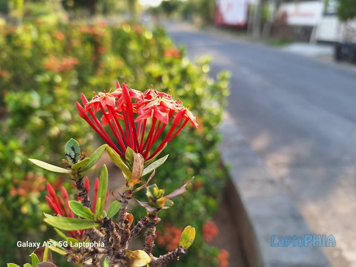 Hasil Foto Kamera Samsung Galaxy A54 5G