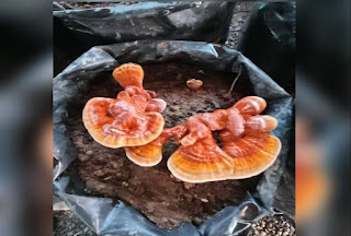 Ganoderma mushroom cultivation in Hindi.
