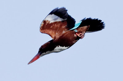 White-throated Kingfisher