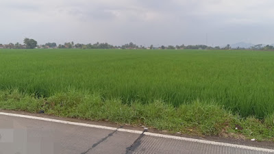 Pupuk Subsidi Sulit di dapatkan Petani Bojongpicung