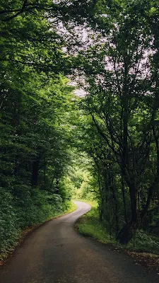 Papel de Parede Paisagem, Floresta, Rua, Natureza