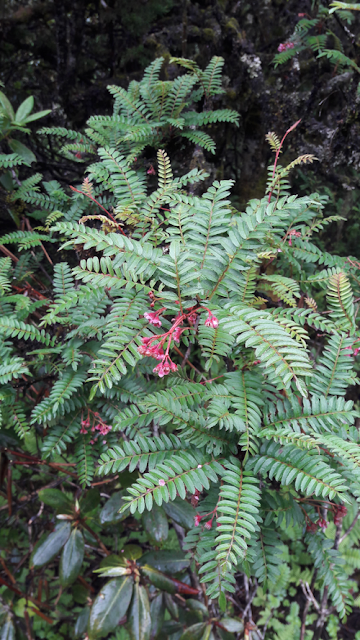 Рябина мелколистная (Sorbus microphylla)