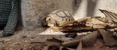 Una tortuga de tierra bebé medio escondida