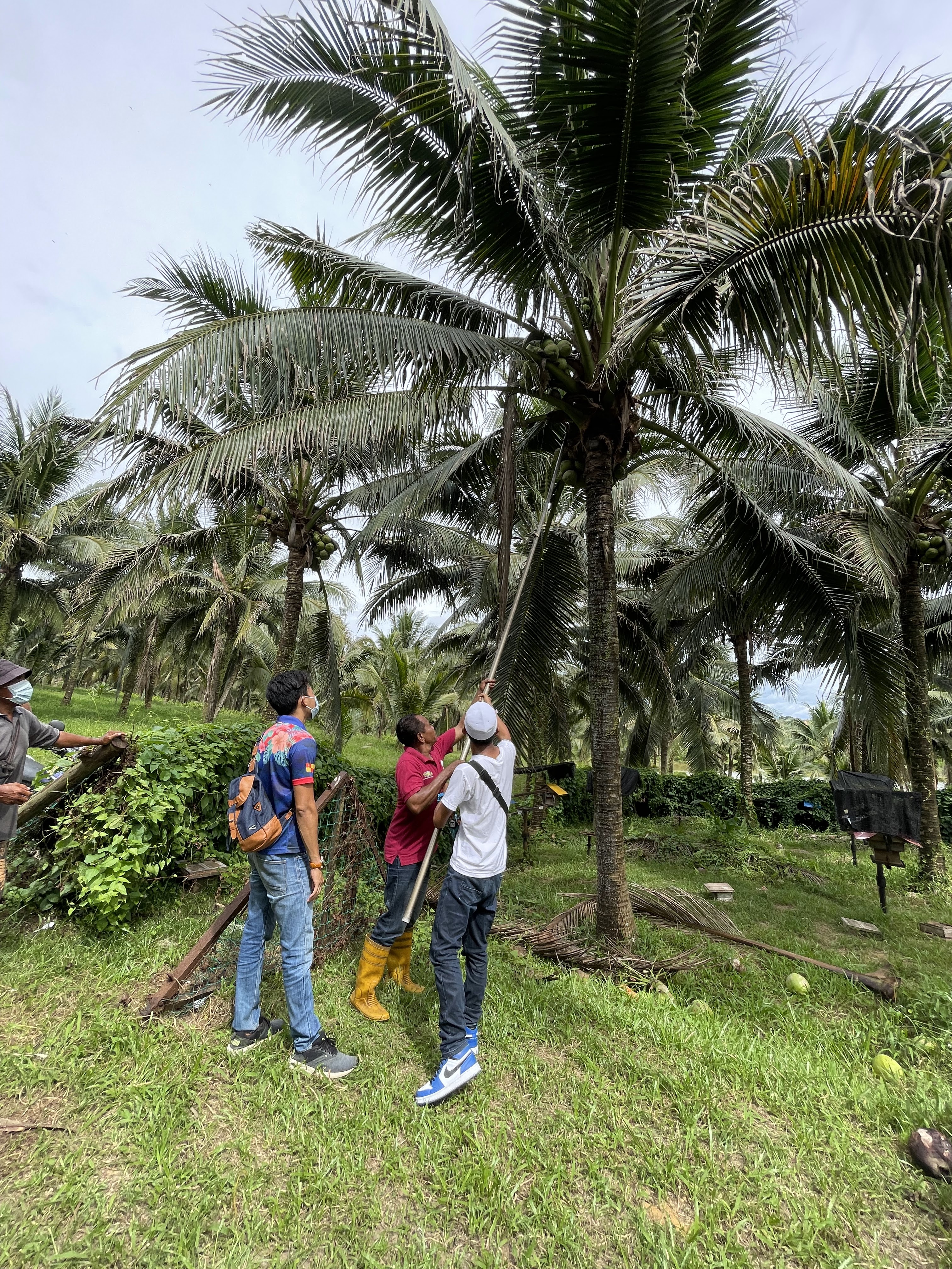 SELANGOR FRUIT VALLEY (SFV) TAWAR PENGALAMAN KESERONOKAN ALAM BERTANI