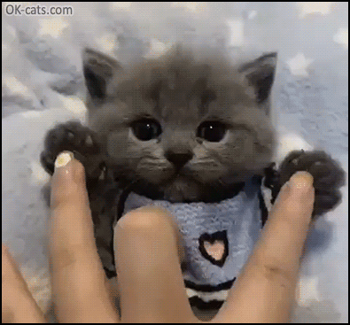 Cute Kitten GIF • Blue kitty lying on her back gently playing with human fingers. So sweet baby [ok-cats.com]