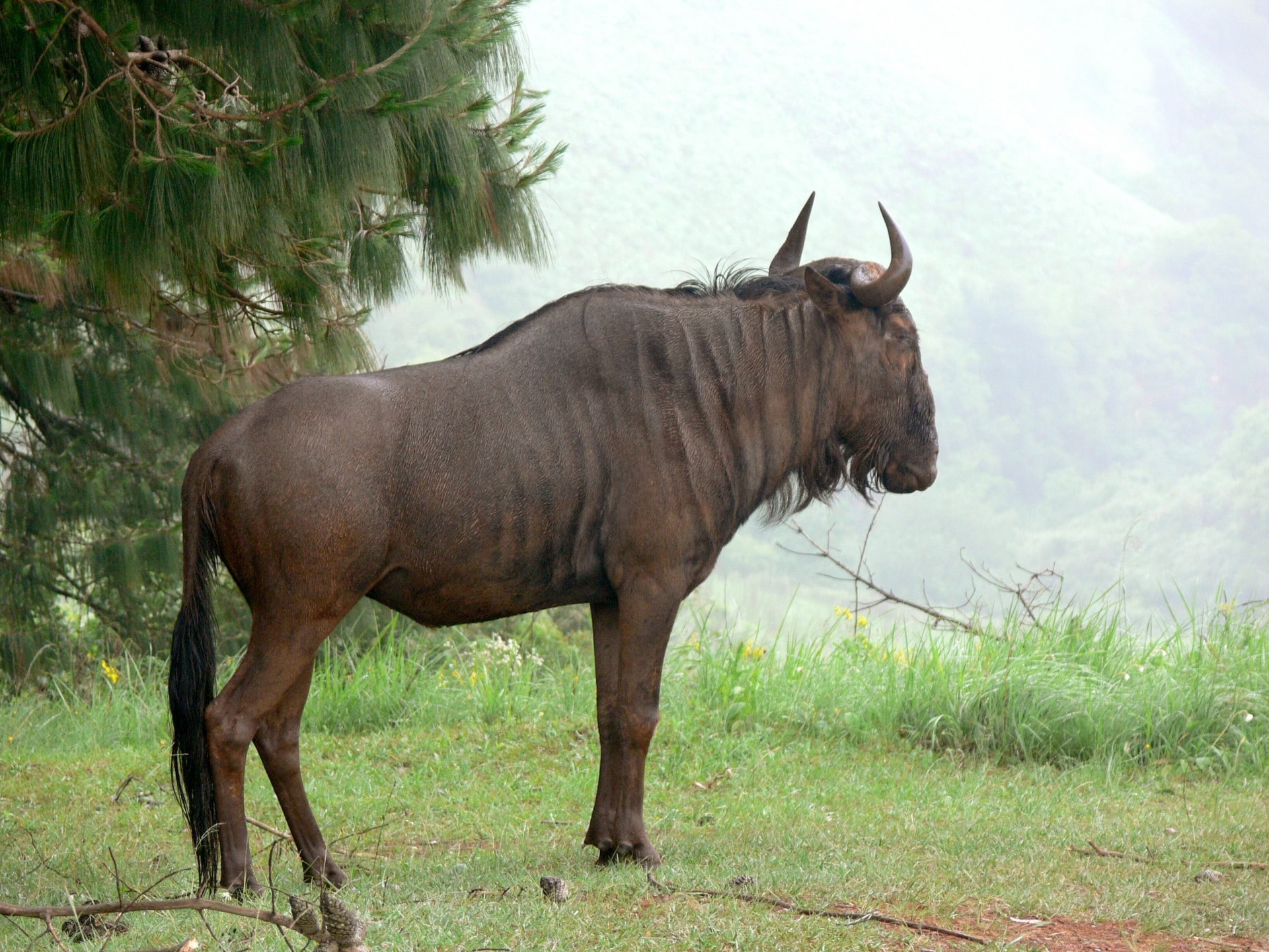 The Wildebeest: One Of The Rare Animals Of The African Savannas